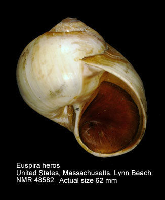 Northern Moon Snail (Euspira heros): A Comprehensive Overview of Their Habitat and Behavior