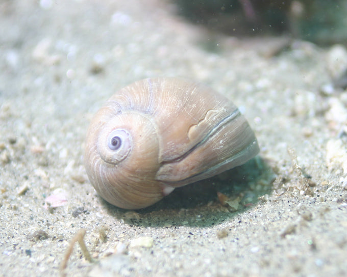 Lewis' Moon Snail (Euspira lewisii): A Comprehensive Overview of Its Habitat and Behavior