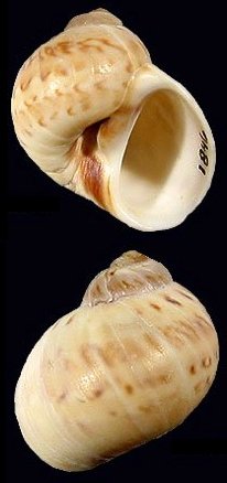 Common Moon Snail (Euspira nitida): Characteristics, Habitat, and Behavior