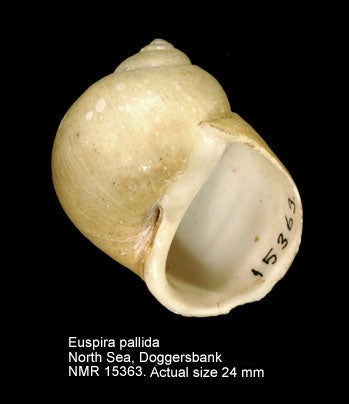 Pacific Moon Snail (Euspira pallida): A Comprehensive Guide to Its Habitat and Behavior