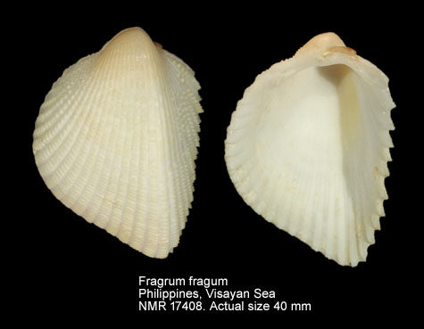 Fragile Cockle (Fragum fragum): Understanding its Habitat and Conservation Needs