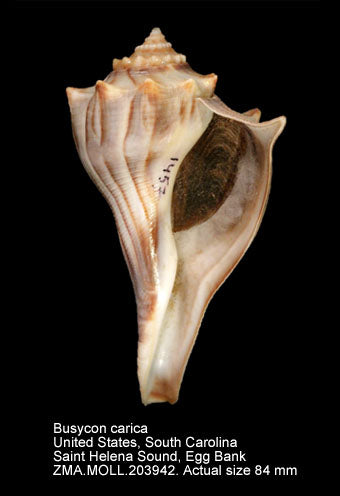 Fig Whelk (Fulgur carica): A Comprehensive Guide to Its Habitat and Behavior