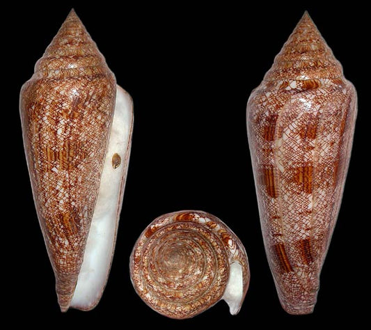 Glory of the Sea Cone (Conus gloriamaris): A Deep Dive into Its Unique Attributes and Habitat