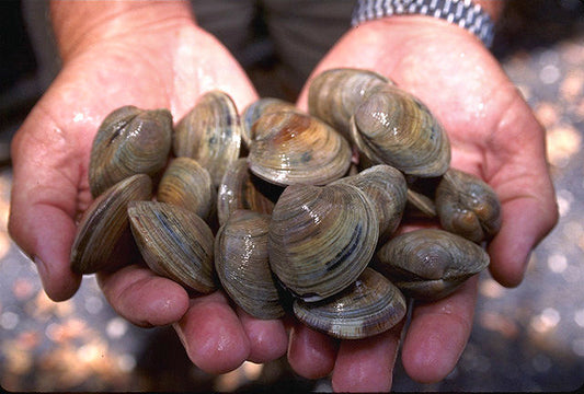 Hard Clam (Mercenaria mercenaria): A Comprehensive Overview of Its Habitats and Harvesting Techniques