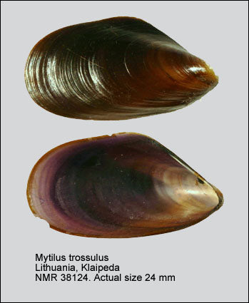 Foolish Mussel (Mytilus trossulus): An Overview of Its Ecology and Habitat