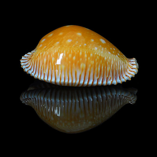 Measled Cowrie (Cypraea guttata): Insights into Its Habitat and Characteristics