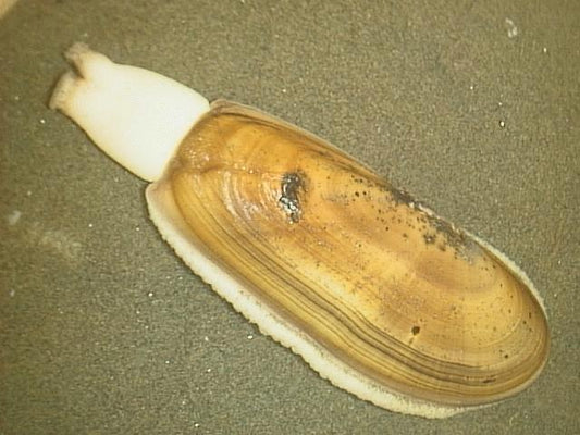 Pacific Razor Clam (Siliqua patula): An Essential Guide to Identification and Habitat