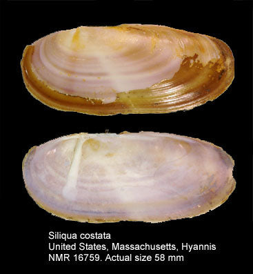 American Razor Clam (Siliqua costata): An Overview of Habitat, Behavior, and Culinary Uses