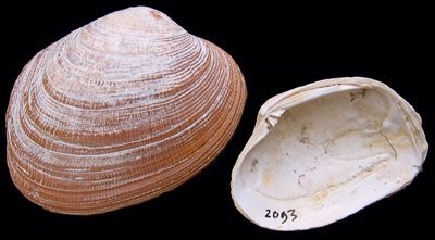 Carpet Shell (Ruditapes decussatus): A Comprehensive Overview of Its Habitat and Culinary Uses