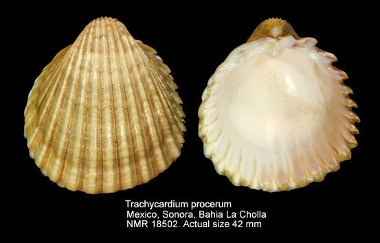 Yellow Cockle (Trachycardium procerum): A Comprehensive Overview of Its Habitat and Characteristics