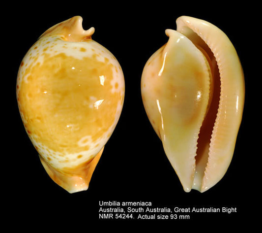 Freak Cowrie (Umbilia armeniaca): A Unique Species in Marine Biodiversity