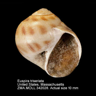 White Atlantic Moon Snail (Euspira triseriata): Insights into Its Habitat and Behavior