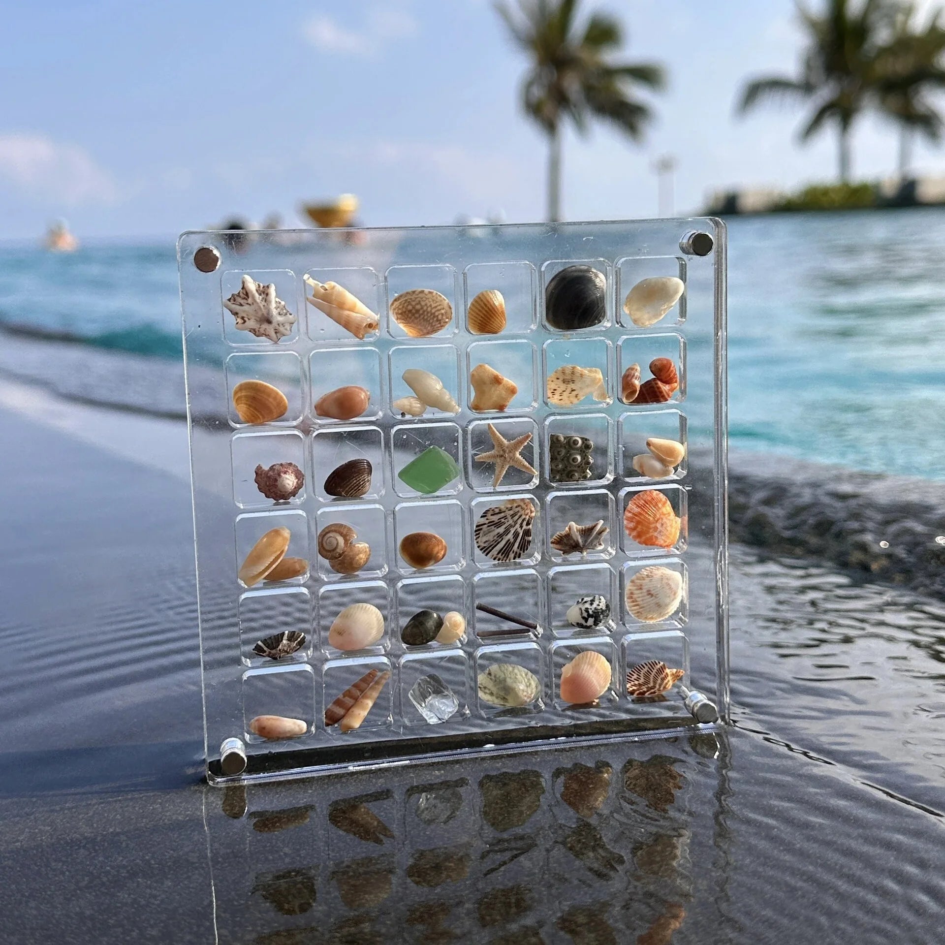 Frame Your Beach Memories with FinGlass Seashell Display Case