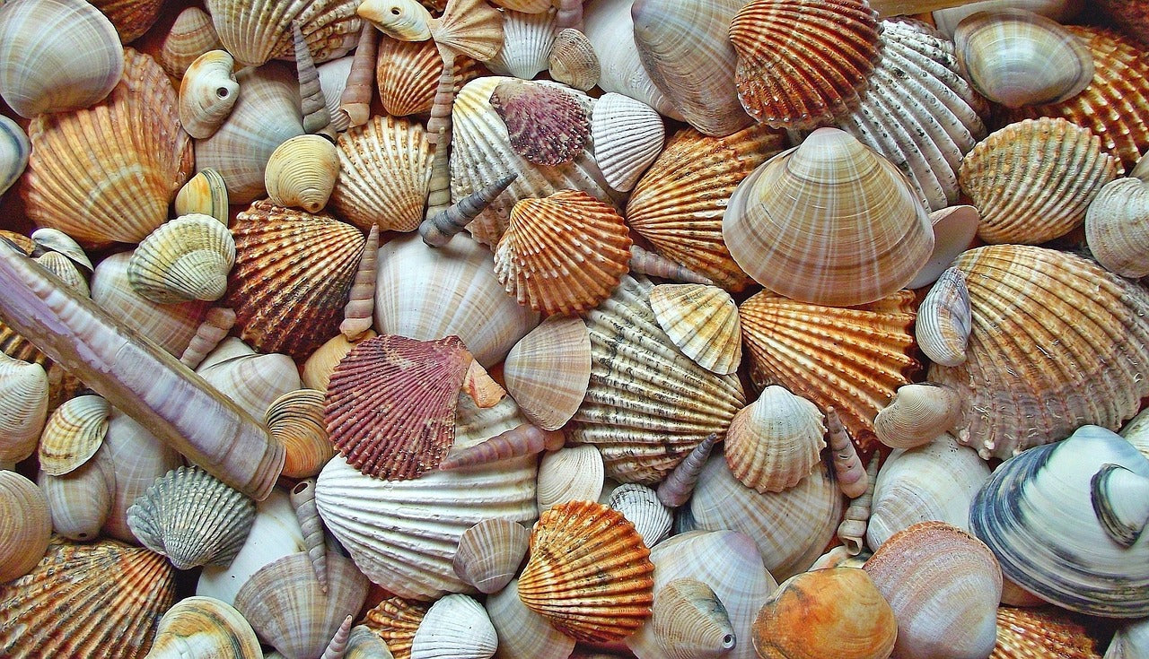 How to Identify Different Types of Seashells: A Comprehensive Guide for Beachcombers