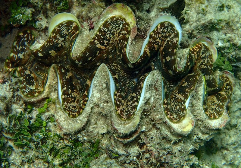 Elongate Giant Clam (Tridacna elongatissima): A Comprehensive Overview of Habitat and Conservation