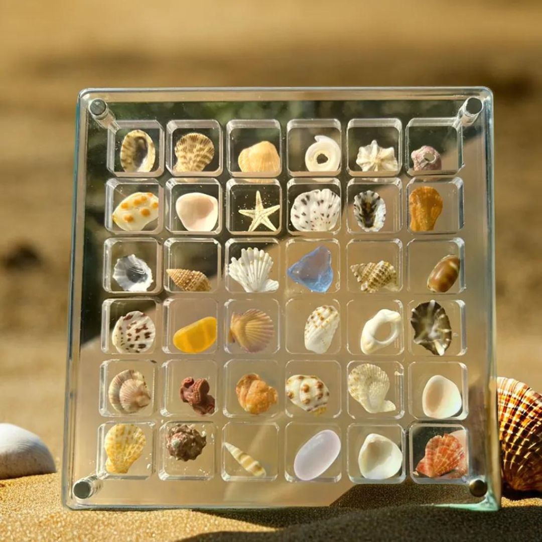 FinGlass Seashell Display Case by the beach