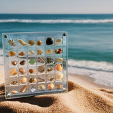 Seashell Display Case