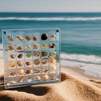 Seashell Display Case