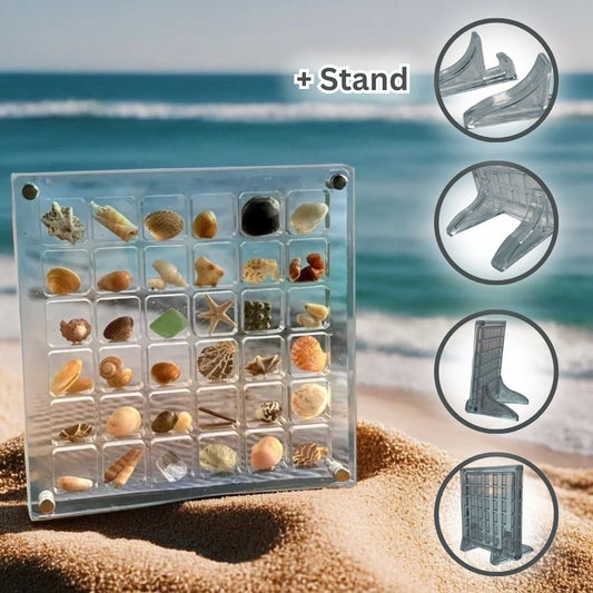 Seashell Display Case